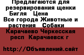 Предлагаются для резервирования щенки Бигля › Цена ­ 40 000 - Все города Животные и растения » Собаки   . Карачаево-Черкесская респ.,Карачаевск г.